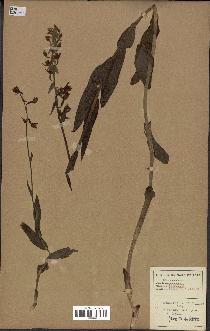 spécimen de Epipactis palustris
