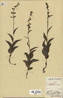 spécimen de Epipactis microphylla