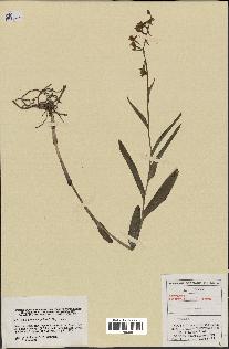 spécimen de Epipactis palustris