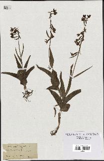 spécimen de Epipactis palustris