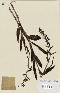 spécimen de Epipactis palustris