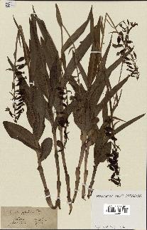 spécimen de Epipactis palustris