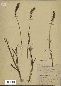 spécimen de Gymnadenia odoratissima