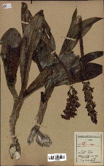 spécimen de Orchis purpurea