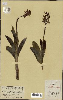 spécimen de Orchis militaris x purpurea