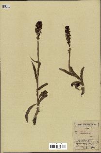 spécimen de Orchis ustulata