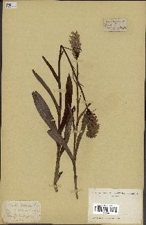 spécimen de Orchis latifolia