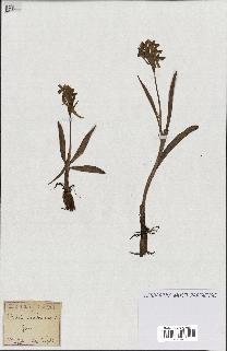 spécimen de Orchis sambucina