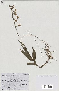 spécimen de Epipactis palustris