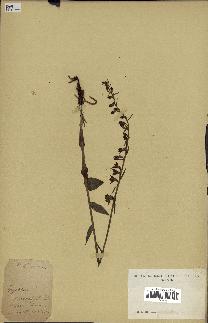 spécimen de Epipactis microphylla