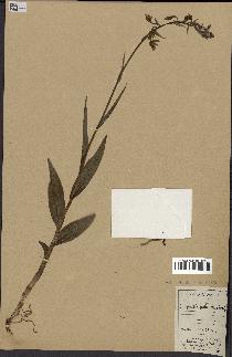 spécimen de Epipactis palustris