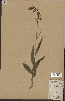 spécimen de Epipactis palustris