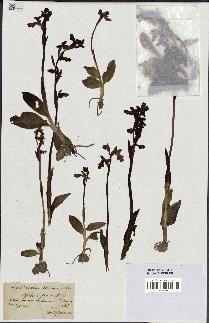 spécimen de Ophrys fusca