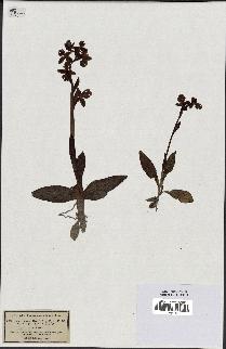 spécimen de Ophrys lutea