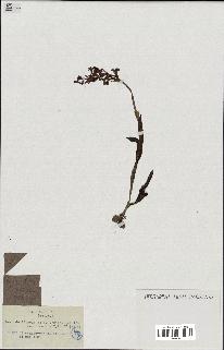 spécimen de Orchis morio
