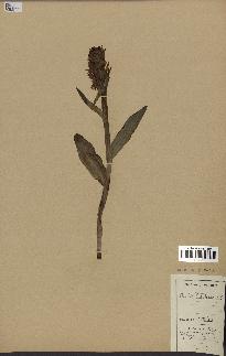 spécimen de Orchis latifolia