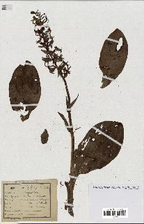 spécimen de Orchis montana