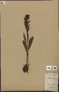 spécimen de Orchis sambucina