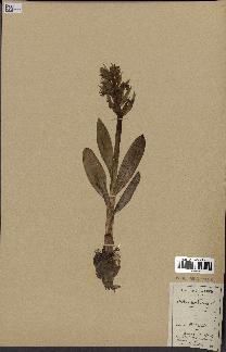 spécimen de Orchis sambucina