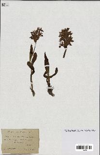 spécimen de Orchis sambucina
