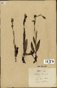 spécimen de Ophrys apifera