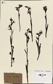 spécimen de Ophrys apifera