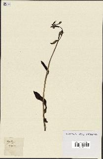 spécimen de Ophrys apifera