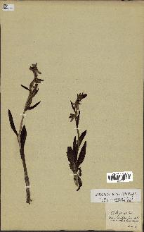 spécimen de Ophrys apifera