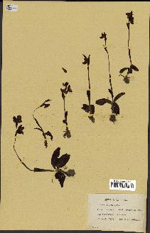 spécimen de Ophrys lutea