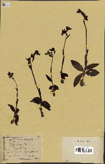 spécimen de Ophrys lutea