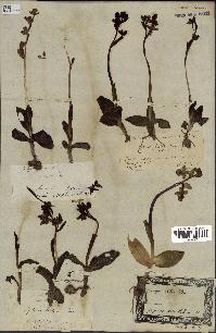 spécimen de Ophrys lutea