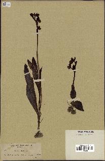 spécimen de Ophrys lutea