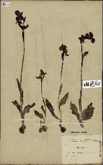 spécimen de Ophrys lutea