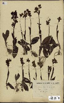 spécimen de Ophrys lutea