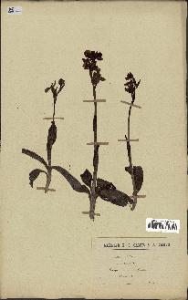 spécimen de Ophrys lutea