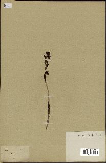 spécimen de Ophrys lutea