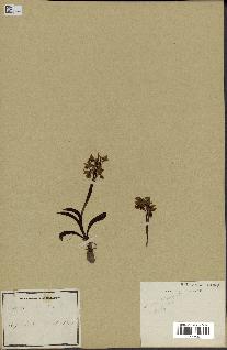 spécimen de Ophrys lutea