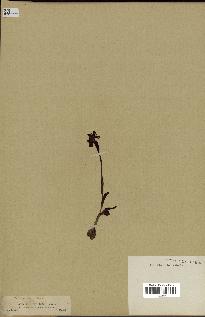 spécimen de Ophrys lutea