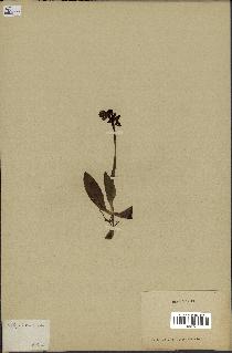 spécimen de Ophrys lutea