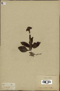 spécimen de Ophrys lutea