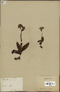 spécimen de Ophrys lutea