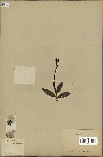 spécimen de Ophrys lutea