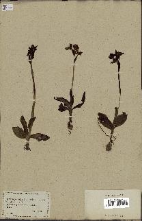spécimen de Ophrys lutea