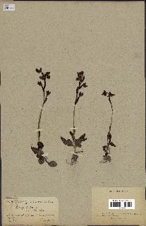 spécimen de Ophrys lutea
