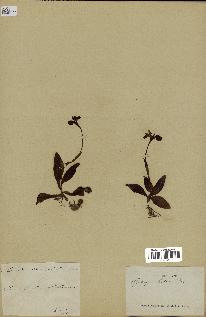 spécimen de Ophrys lutea