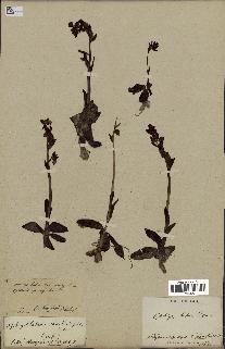 spécimen de Ophrys lutea