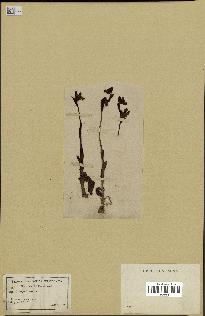 spécimen de Ophrys lutea