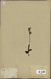 spécimen de Ophrys lutea