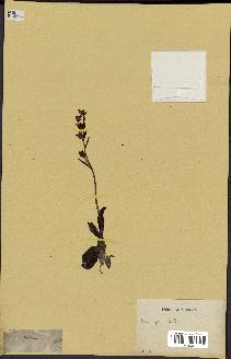 spécimen de Ophrys lutea