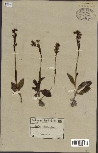 spécimen de Ophrys lutea